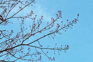 trees in NEK starting to bud