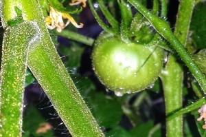 First green tomato of the season. 